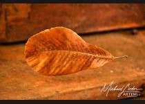 SCHWEBENDES BLATT